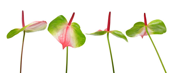 Green and pink Anthurium flowers isolated on a white background.