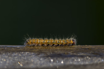 Caterpillar crawling on black