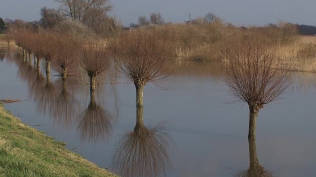 Rising water level river IJssel, inundated floodplains with pollard willows. VEESSERWAARD, THE NETHERLANDS - FEBRUARY 2016