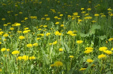 Fototapeta premium garden with yellow flowers