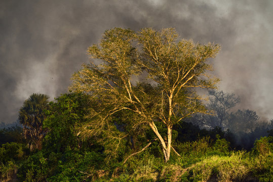 Bush fire in Selous nature reserve, Tanzania, Africa