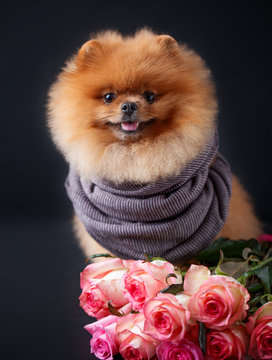 Pomeranian dog in scarf with purple roses on dark background. Portrait of a dog in a low key. Dog with flowers