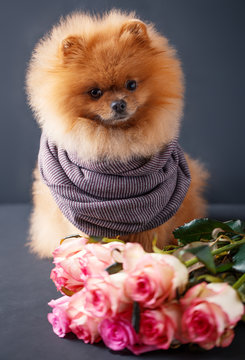 Pomeranian dog in scarf with purple roses on dark background. Portrait of a dog in a low key. Dog with flowers