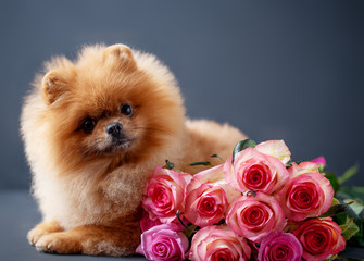 Pomeranian dog with purple roses on dark background. Portrait of a dog in a low key. Dog with flowers