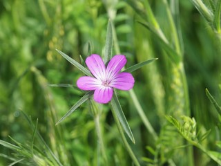the corncockle flower (Agrostemma githago)