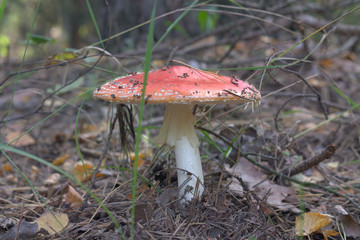 classic mature fly agaric with distinctive feature - grooved hanging white ring