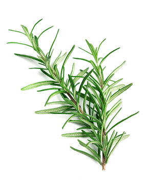 Twig of rosemary.