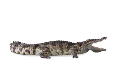 Fototapeta premium Freshwater crocodile isolated with clipping path.