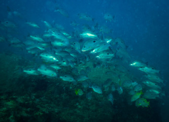 Fototapeta premium Fish on a reef