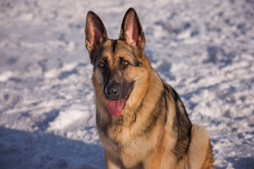 Alsatian dog on the frozen lake