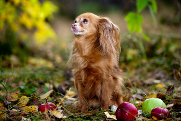 Dog  breed chihuahua and red applesl in the autumn garden