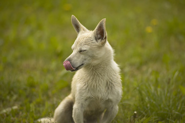 The dog after the tasty meal.