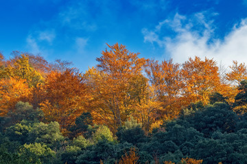 Naklejka premium Beautiful beech forest in autumn near town Olot in Spain, La Fageda