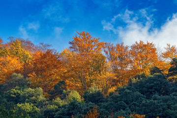 Beautiful beech forest in autumn near town Olot in Spain, La Fageda