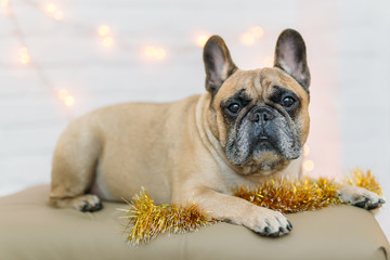 background new year 2018 christmas, year dog, french bulldog