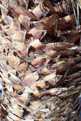 Background texture of a palm tree trunk