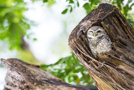 Little Owl peeping out of the hollow of an old tree. A spotted owlet in the tree nest hole.