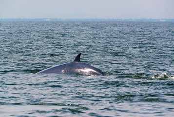 Big Bryde's Whale, Eden's whales living in the gulf of Thailand..