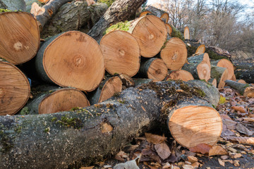 freshly felled trees that can be used as firewood © rtype
