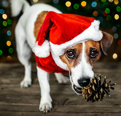 Portreit of a small adorable dog jack russel terrier in a red Santa Claus costume holding a pine cone in the mouth and looking into the camera. Merry Christmas. Happy New Year