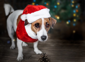 A small dog jack russel terrier dressed in a Santa Claus suit standing near the Christmas tree and looking with curiosity into the camera. Merry Christmas. Happy New Year