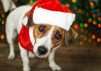 A small dog jack russel terrier in a red cap standing near the Christmas tree and looking with curiosity into the camera. Merry Christmas. Happy New Year