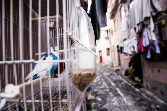 Budgerigar in cage on street, Sao Tome, Sao Tome and Principe