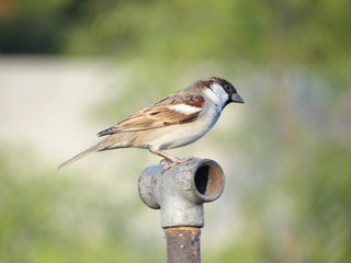 Bird