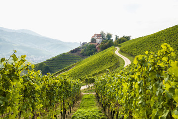 Schloss Staufenberg Castle with vineyards, Durbach, Black Forest, Baden-Wuerttemberg, Germany