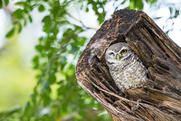 Little Owl peeping out of the hollow of an old tree. A spotted owlet in the tree nest hole.