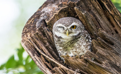 Little Owl peeping out of the hollow of an old tree. A spotted owlet in the tree nest hole.