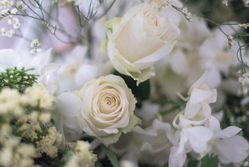 Beautiful roses flowers.