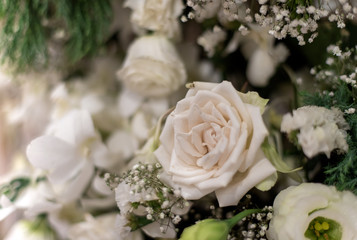 Beautiful roses flowers.