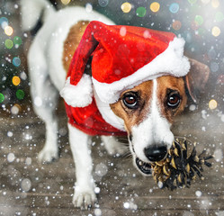 Portreit of a small adorable dog jack russel terrier in a red Santa Claus costume holding a pine cone in the mouth under the falling snow and looking into the camera. Merry Christmas. Happy New Year