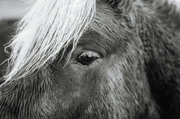 Icelandic horse