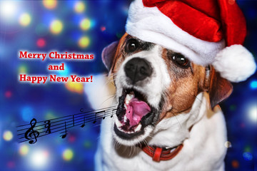 Close-up portrait of funny dog jack russell terrier singing an ancient Christmas song. A card Merry Christmas and Happy New Year. The ancient music notes