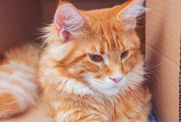 Red Maine Coon Kitten Inside a Box