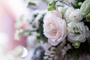 Beautiful roses flowers.