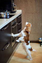 The dog a King Charles Spaniel a dog wants to eat and stands near the gas stove.