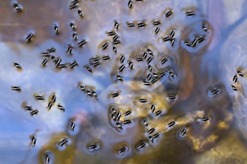 water beetles Gyrinidae on the surface of a transparent mountain river in the Crimea, a natural background with insects