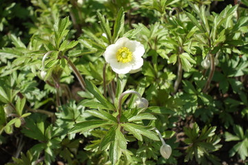 Fototapeta premium Flowering plant of Anemone sylvestris in spring
