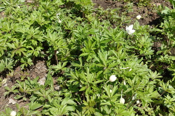 Pure white flowers of Anemone sylvestris in spring