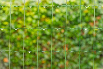Fence in a garden after rain at fall