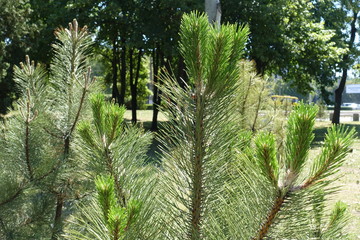Branches of pine tree in summer park
