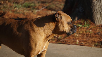 Boxer Breed Dog Close Up