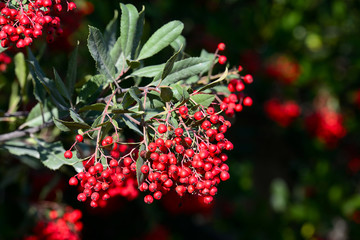 Sambucus racemosa or red elderberry bush