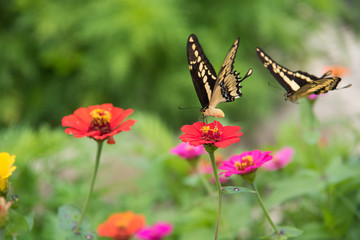 Butterfly tortoise pollen in a flowery field.