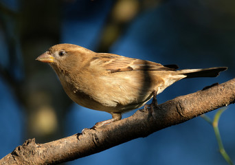 Femal house sparrow in sun in garden tree.