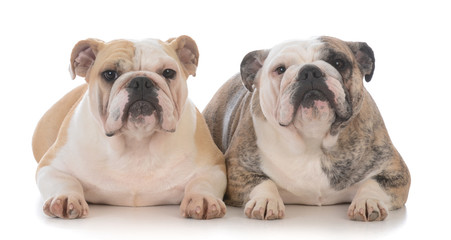 daughter and mother bulldogs