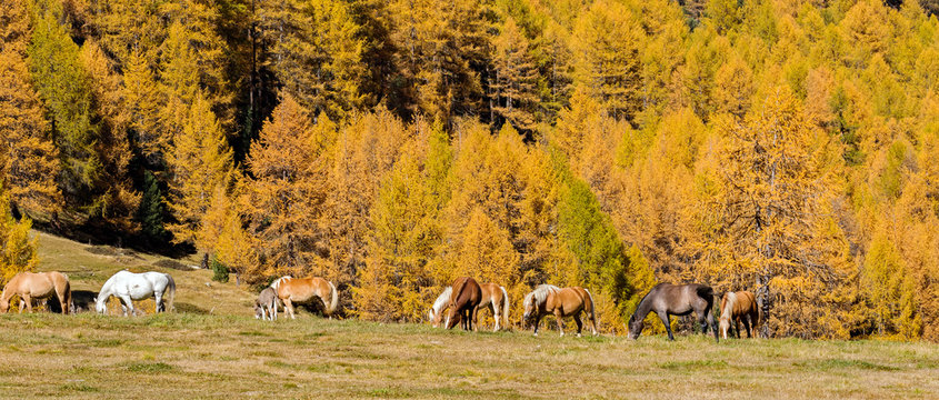 Cavalli al pascolo in maggengo alpino